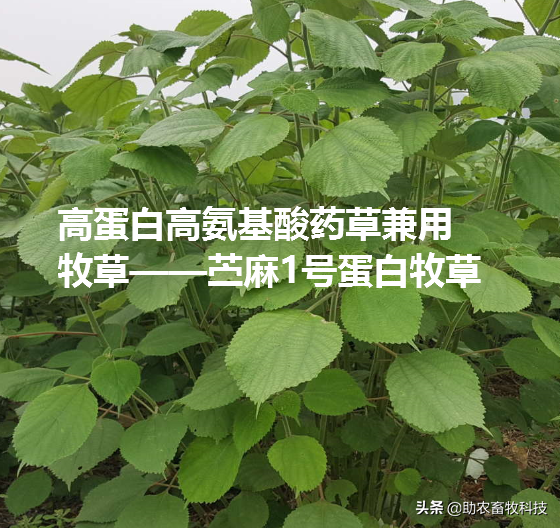 南方为什么推荐种植多年生牧草养殖牛羊猪鸡鸭鹅？