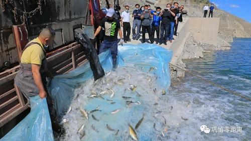 新疆河流湖泊珍稀鱼类恢复生机