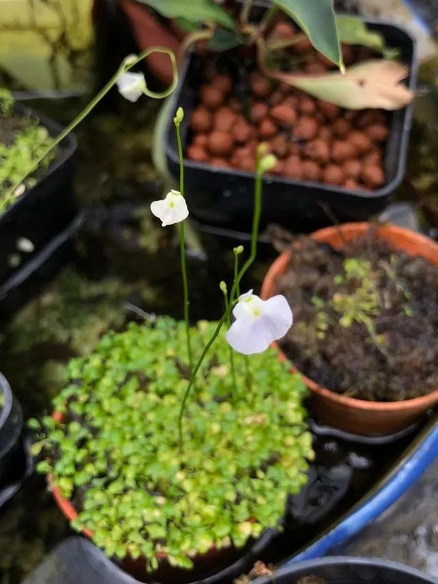 狸藻不开花就像一团草，开花条件有两点，别不把它当食虫植物