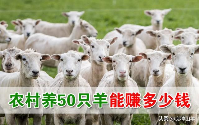 养羊的利润与成本分析，50只羊起步要投入多少钱？能赚多少钱？