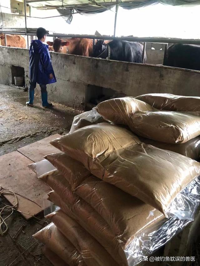 贺州市这个牛场发酵饲料养牛，牛场无臭味，牛健康长得快效益好