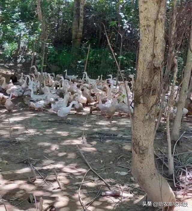 湖南这个蛋鸭养殖场采用专用复合益生菌鸭蛋香，鸭场不臭鸭病少