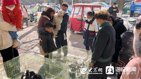 新春走基层丨兔年“顶流”实至名归！济宁花鸟鱼虫市场萌兔走俏