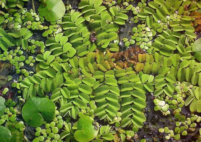 6种翠绿的浮水植物，是特容易养好的水生植物，基本是有水就能活