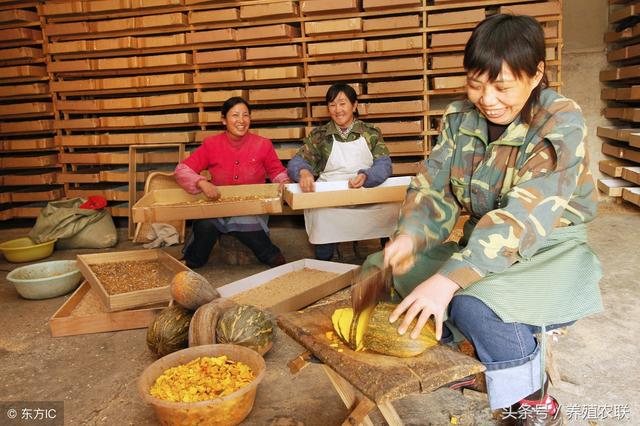 黄粉虫工厂化和家庭化两种培育方式，适合做多种养殖饲料来源