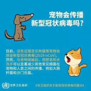 宠物鸟养殖(非常时期，如何给家里的猫猫狗狗做好防护？)