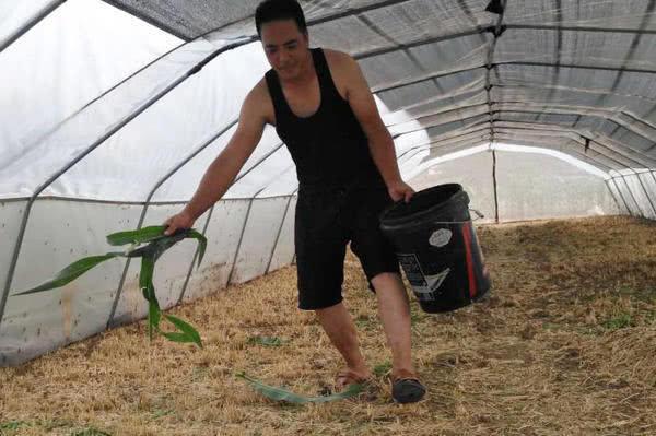 小小蚂蚱赚大钱！河南一小伙靠它致富，一茬能挣11万