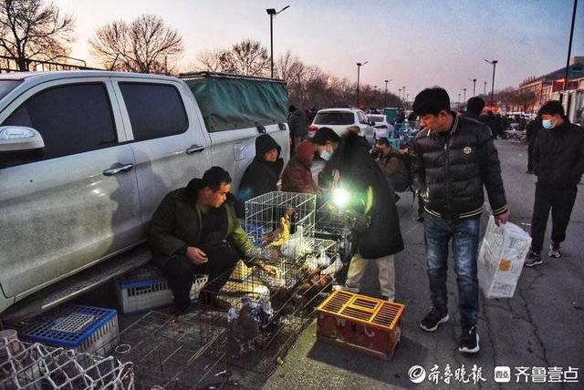 一年赶一次，赶了500年！平原恩城鸽子会玩法“升级”很国潮