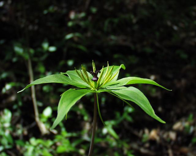 山区这七种野生药材市场需求大，进行人工种植效益高