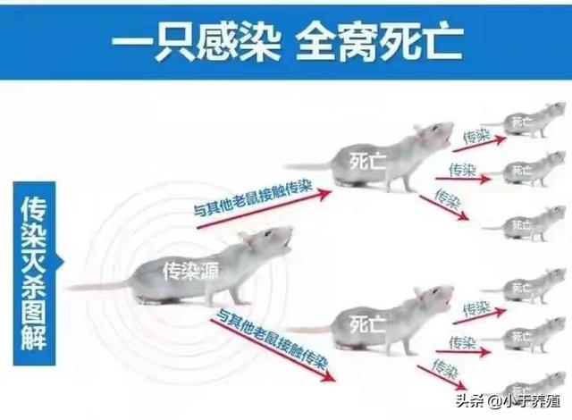 养殖场老鼠这么多，是不是很头疼？灭鼠高手告诉你怎么做