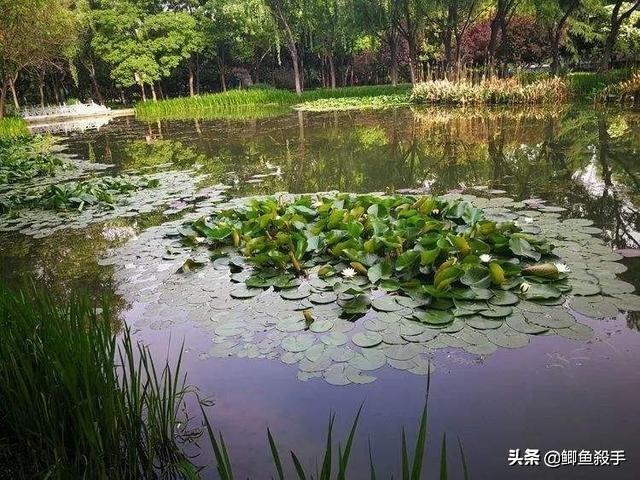 烂大街的“呆子鱼”，如何成为“餐桌”香饽饽，且价格不菲