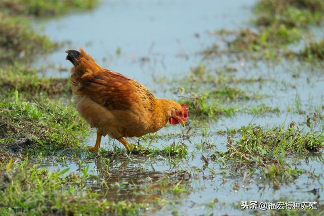 网红吃的几百元一只的文昌鸡是什么品种，文昌鸡养殖技术及选种蛋