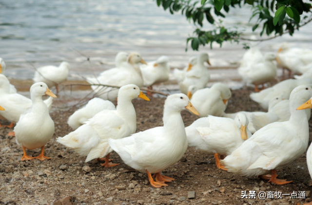 种用番鸭的饲养管理