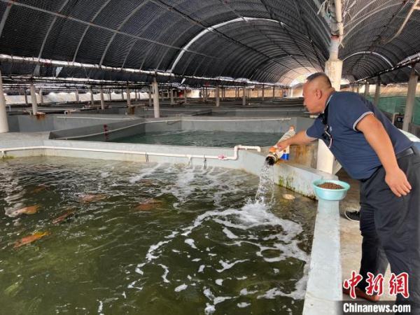 依托海南自贸港优势 台商构建水产养殖产业链