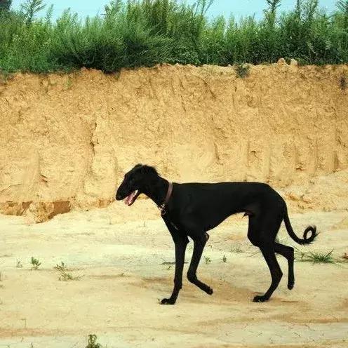 苗条永远不输的细犬「科瑞卡科普」