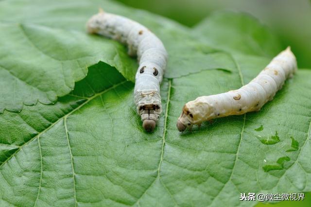 大蚕期管理不当，可使蚕茧产量下降50%以上，8个饲养要领需要掌握