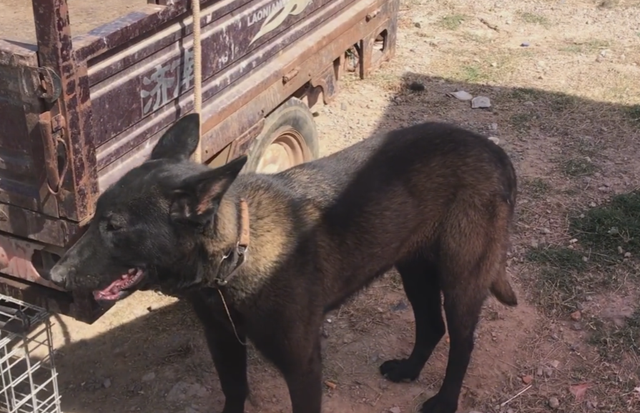 山东：狗市出现黑色马犬，小伙觉得罕见，大爷却说还不如土狗值钱