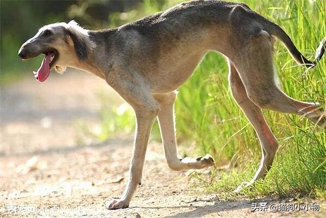 “山东细犬”——真正的华夏名狗，养过的都欲罢不能