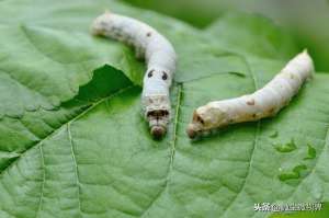 家蚕的养殖技术(大蚕期管理不当，可使蚕茧产量下降50%以上，8个饲养要领需要掌握)