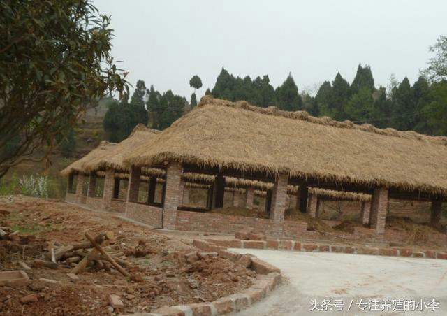 农家自营土鸡养殖，这样搭建鸡舍，更受欢迎和追捧