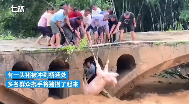 突发！广西河池养殖场1万头猪被水围困！强降雨仍在持续，多地出现险情