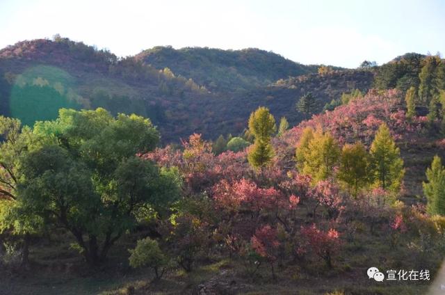 张家口赤城黑龙山森林公园花草丰盛蝶飞蜂舞