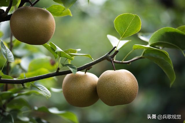 遵义海龙镇：龙泉生态园种养一体化，果园香猪遍地满是鸡鸭