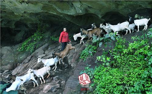 夫妻住恩施高山飞瀑崖洞里15年，放羊养牛年入10万