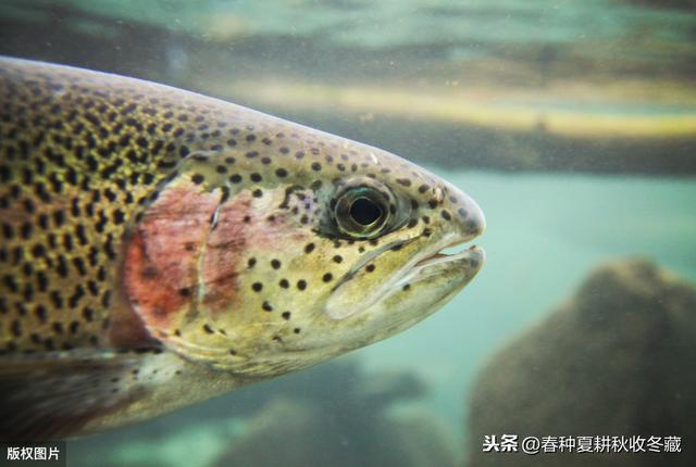 谷雨到，养鱼忙：把握虹鳟鱼的四个养殖特性，增产作用明显