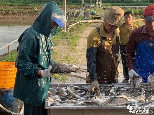 鳜鱼用饲料养殖行不行？带你一探究竟