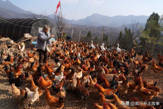 7旬农民大爷养山鸡被野生动物袭扰，请下不花钱保镖一举两得