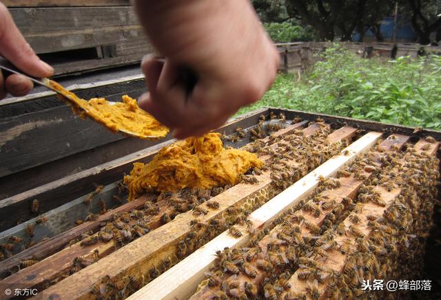 蜜蜂活框养殖，蛋群应该怎么养？砍巢础几刀成活率翻倍