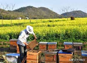 蜜蜂养殖收益(如何通过养蜜蜂赚取收益？)