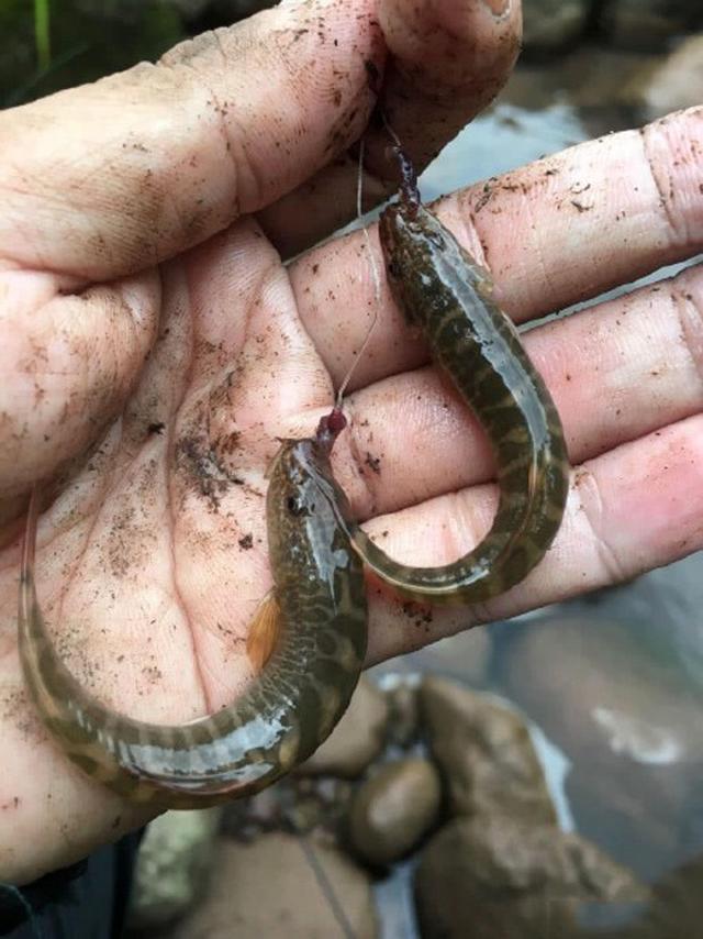 河道退水过后，有一种鱼开始泛滥了，红色的尾巴很值钱