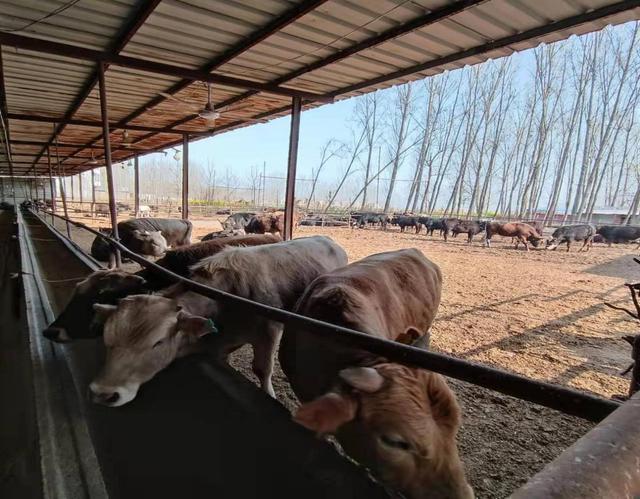 河南通许县发展肉牛养殖 拓宽乡村振兴致富路