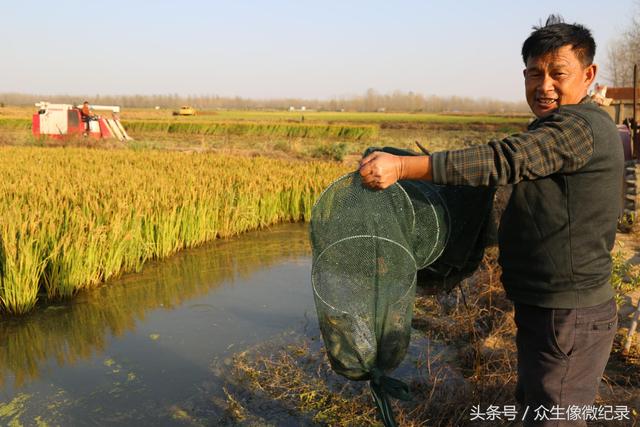 信阳淮滨——流转大户张明勤水稻泥鳅共养，喜获大丰收