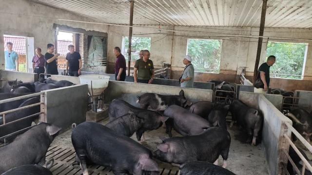 “青农绿盟”基地之行：美丽乡村的生态底色，孕育出富硒生态黑猪