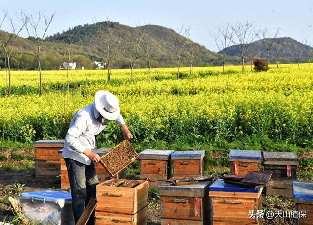 如何通过养蜜蜂赚取收益？