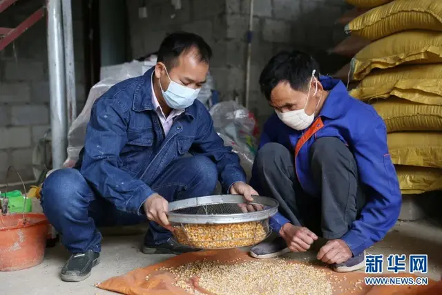 “鸽书记”带领群众脱贫致富