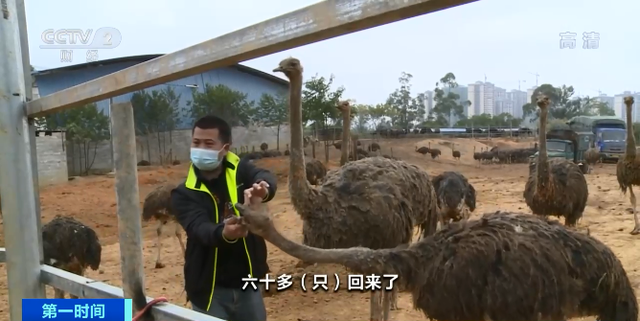 冲上热搜！广西一养殖场忘关门 近百只出逃鸵鸟街头狂奔