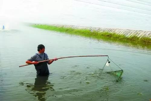 养虾常问的“六大”要点您知道几个？