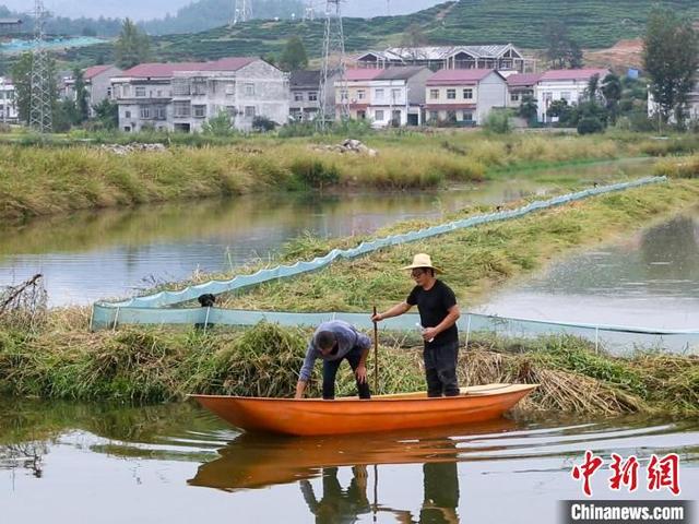 湖北“稻虾小镇”三产融合奏响生态种养协奏曲