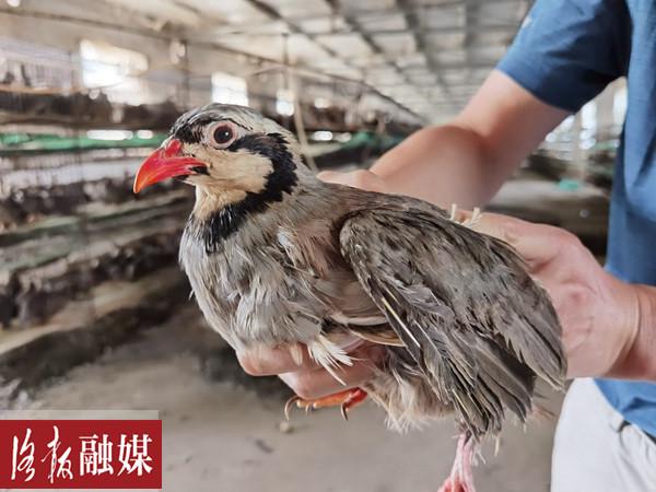 洛阳居然有人养殖这种鸟，曾在《甄嬛传》里出现……