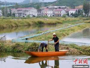 襄阳龙虾养殖基地(湖北“稻虾小镇”三产融合奏响生态种养协奏曲)