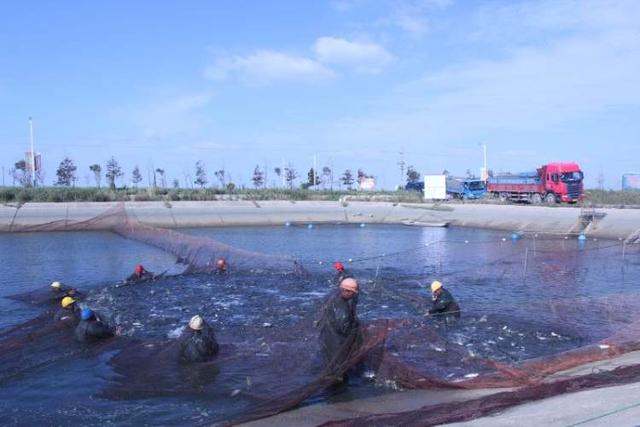 四大家鱼、鮰鱼养在“海水”中？Ok！沪专家首创盐碱水养殖淡水鱼，味道更美了