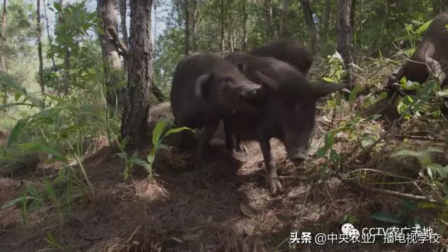 【农广天地】秘境中的黑枞影