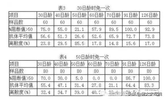 合理的猪瘟免疫程序，养猪人你知道吗？