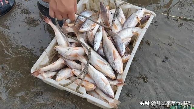 南海哪些海鲜不是养殖的，是海捕的？跟着觅大叔了解南海海鲜大全