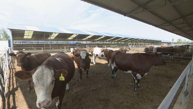 平罗县肉牛养殖产业“牛劲十足”