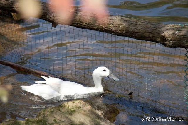 盛夏补益 左不过一只鸭子 这润燥滋补的足龄连城白鸭是必要的装备